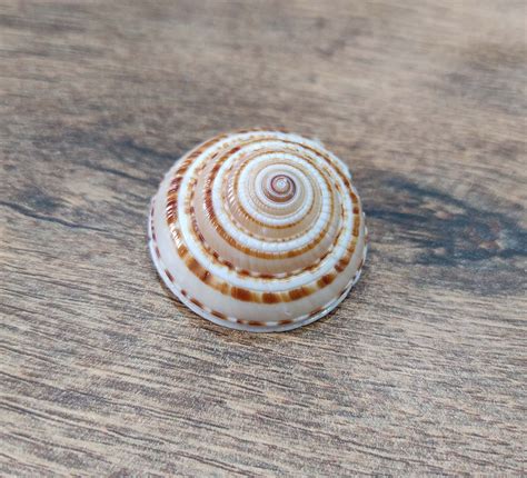 Vishnu Gomti Sudarshan Chakra | Kalyanastrogems