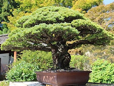 Creative Farmer Imported Podocarpus Gracillior Bonsai Suitable Seeds ...