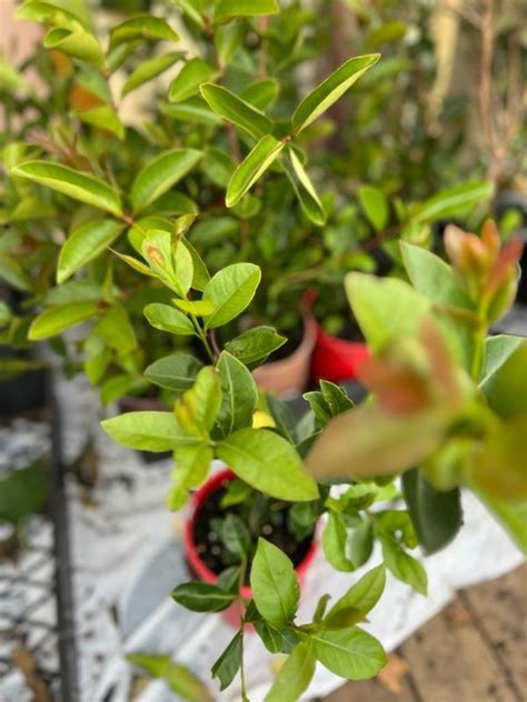 Image result for Lemon Guava Tree