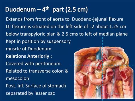 Duodenum Definition 的图像结果