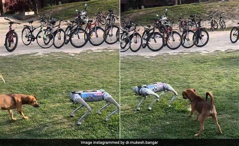कुत्ते भी हो रहे रिप्लेस... असली कुत्ते के सामने आ गया Robot Dog, रोबोट ...
