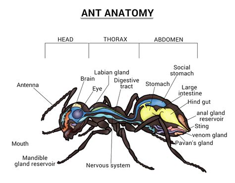 Do Teeny Tiny Ants Even Have Brains? - Smore Science