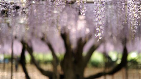 Download wallpaper 1920x1080 flowers, inflorescence, blur, tree full hd ...