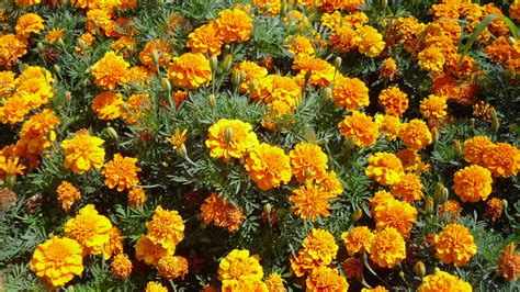 French Marigold Seeds (Tagetes patula)