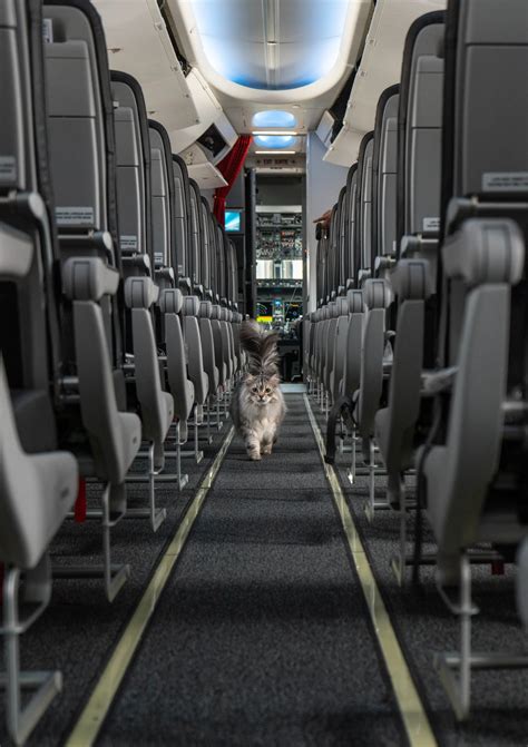 How to Fly with a Cat on a Plane — siberian_reinhardt