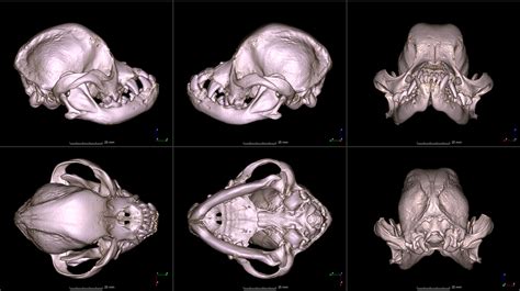 What does a pug skull look like? University digitizes skulls of 152 dog ...