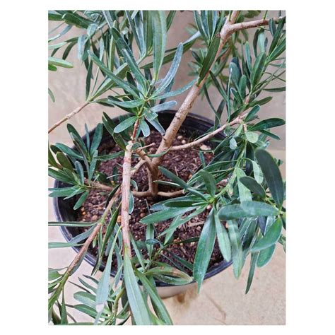 Podocarpus elongatus "Icee Blue" | Seeding
