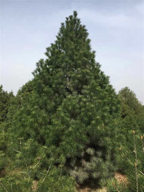 白皮松 1.5米白皮松树移栽苗 白皮松树栽培方法 青藤农业
