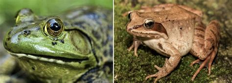 Image result for Types of Tree Frogs