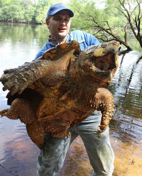 Huge Alligator Snapping Turtle Bite