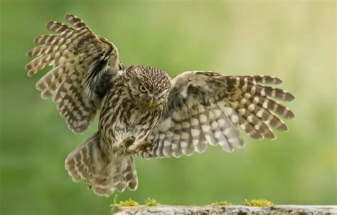 Download wallpaper background, owl, wings, section animals in ...