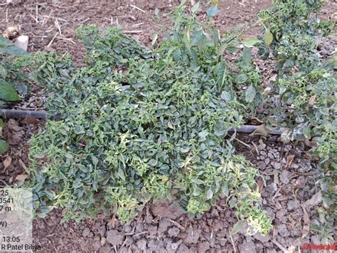 વલસાડમાં મરચાના પાકમાં જીવાત આવતા કહ્યું- મરચાની સાથે ગલગોટા જેવી ખેતી ...