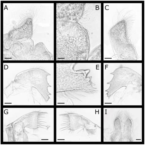 New Species and New Records of Sponge-Inhabiting Barnacles (Cirripedia ...