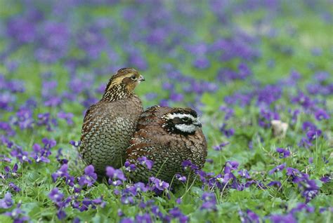Free picture: northern bobwhite, quail, birds, colinus virginianus