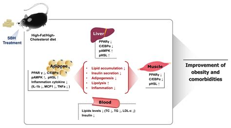 Anti-Obesity Effects of Aqueous Extracts of Sunbanghwalmyung-Eum in ...