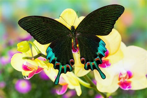 Endangered Insects