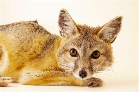 San Joaquin Kit Fox (Vulpes macrotis mutica) - Joel Sartore
