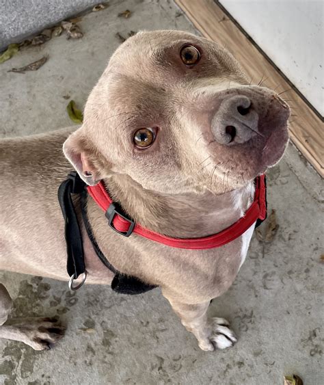 Animal of the Week | Beverly Animal Shelter