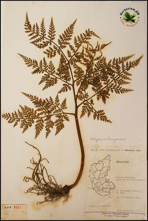 Herbarium JCB