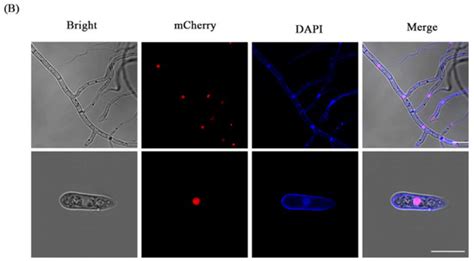 Fluorescent Labeling of Peroxisome and Nuclear in Colletotrichum aenigma