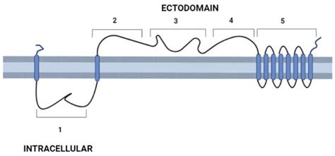 The Elusive Trypanosoma cruzi Disperse Gene Protein Family (DGF-1)[v1 ...