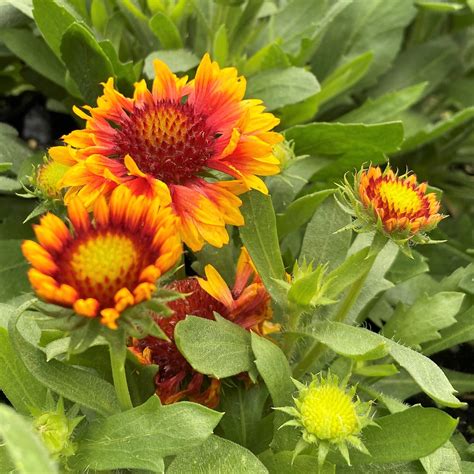 Gaillardia ‘Arizona Sun’ (Blanket Flower) - Cavano’s Perennials