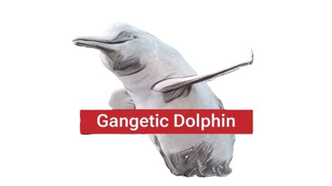 Bihar State Dolphine Training Center Patna