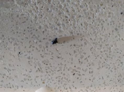 Cockroach Droppings 的图像结果