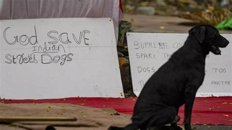 Big relief for animal lovers! SC revises order, tells MCD to let off ...