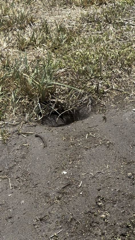 Image result for Using Camera to Explore Gopher Tortoise Burrow