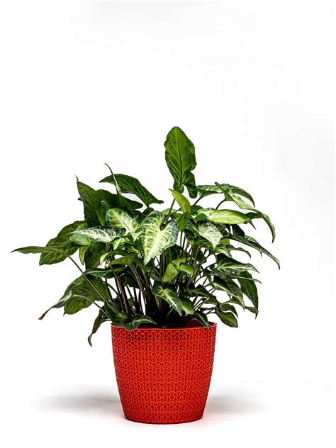 Nested Greens - Oslo Pot 5.5” Inch | Indoor Plant Container | 5.5 inch ...