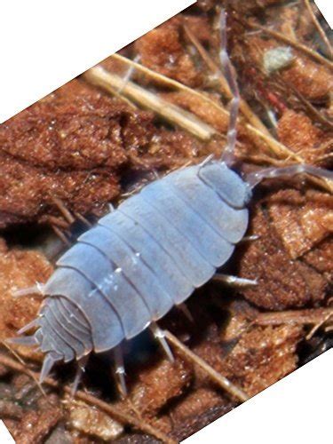 Pocket Pets 10 Color Changing Blue Merle Roly Polys (Rolie Polie ...