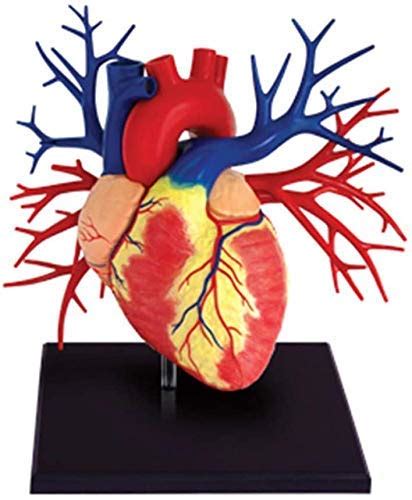 Buy Scientific Research Kit Model of the Human Heart Anatomy 4D 1: 1 ...