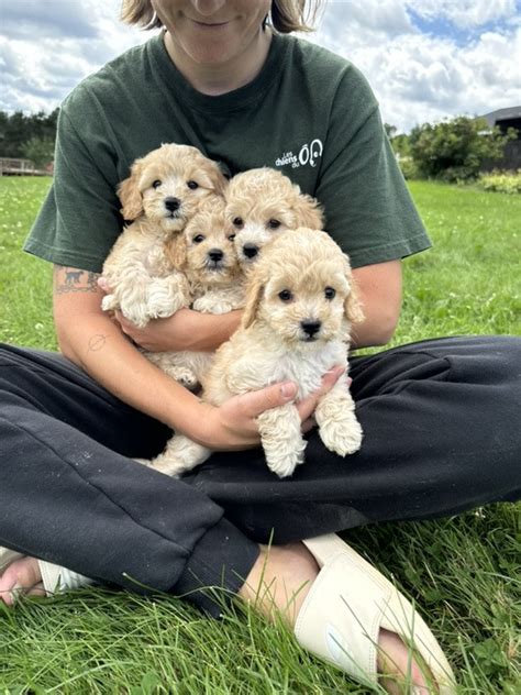 Image result for Mini Cockapoo