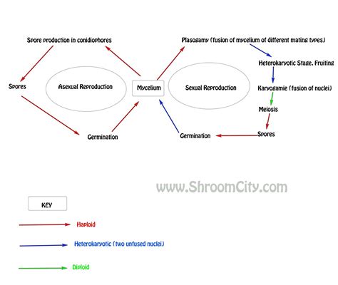 How do Mushrooms reproduce? -Let's grow together!