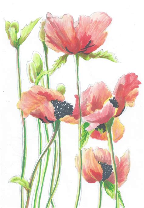 How To Draw A Poppy Flower at Charlotte Thrower blog