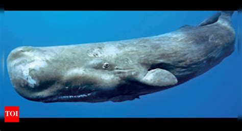 Illegal trade of sperm whale vomit grows, DNA test on more samples in ...