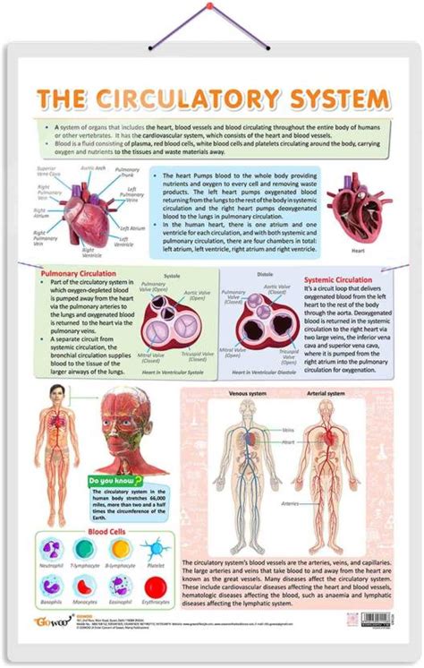 CIRCULATORY SYSTEM CHART | Journey through the Circulatory System ...