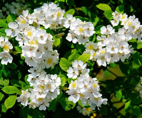 Fast Growing Climbing Roses: 8 Quick Picks For Vertical Wins ...