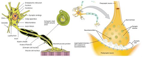 Structure of neuron — lesson. Science State Board, Class 10.