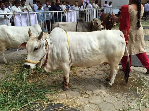 Punganur Cows A Guide to Owning and Caring for this Unique Breed – Goel ...
