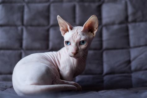 These Are the Best Hypoallergenic Cat Breeds for People With Allergies