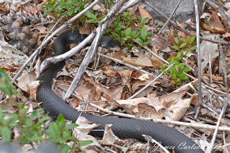 Northern Black Racer | Black racer, Racer, Black