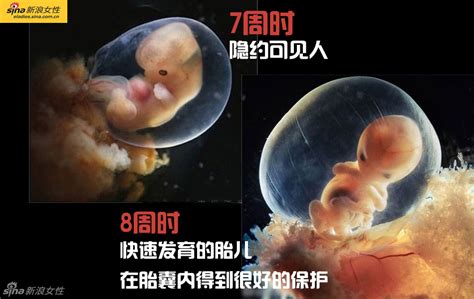 1到40周胎儿发育图，准妈须把握3个营养关键期