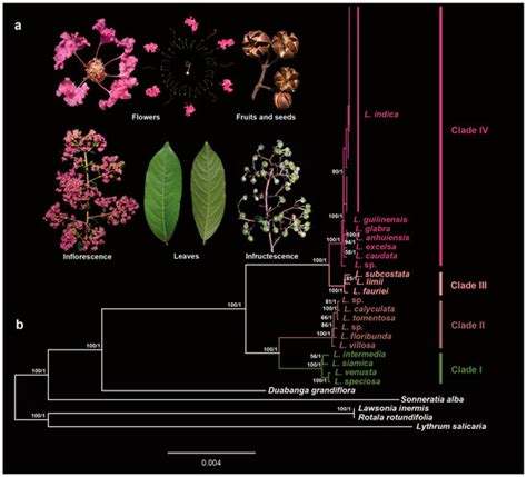 Maternal Donor and Genetic Variation of Lagerstroemia indica Cultivars