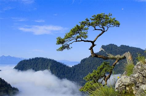 Poland 的图像结果