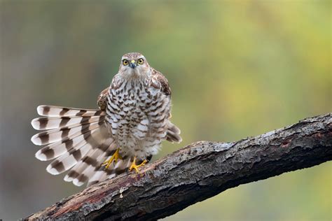 Birds of Prey | UK Identification Guide
