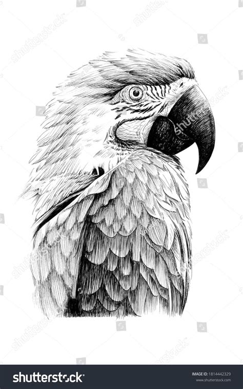 Image result for Simple Hand Drawn Parrot