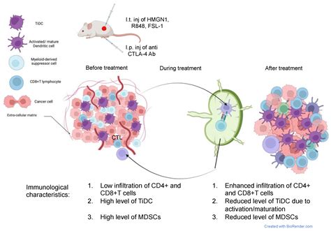 Regression and Eradication of Triple-Negative Breast Carcinoma in 4T1 ...