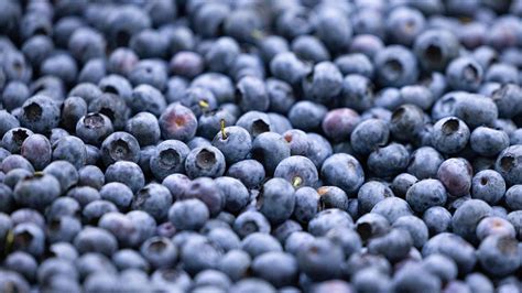 BioExpert The FDA upgrades the blueberries recalled due to Listeria ...